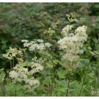 FILIPENDULA ULMARIA - RÉTI LEGYEZŐFŰ