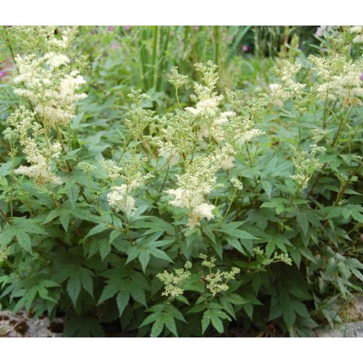 FILIPENDULA ULMARIA - RÉTI LEGYEZŐFŰ