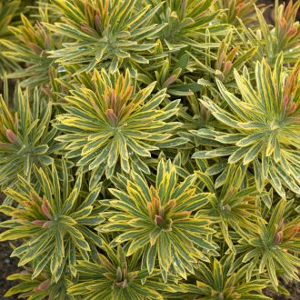   EUPHORBIA X MARTINII 'ASCOT RAINBOW' - SZÍNEVÁLTÓ KUTYATEJ