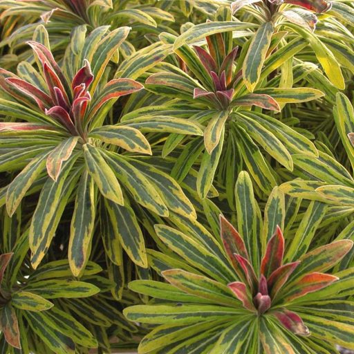 EUPHORBIA X MARTINII 'ASCOT RAINBOW' - SZÍNEVÁLTÓ KUTYATEJ