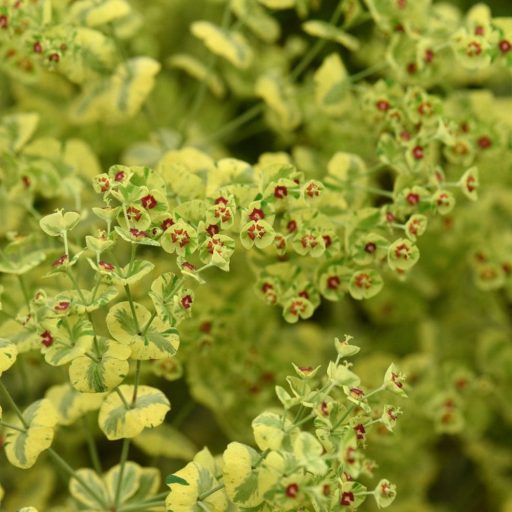 EUPHORBIA X MARTINII 'ASCOT RAINBOW' - SZÍNEVÁLTÓ KUTYATEJ