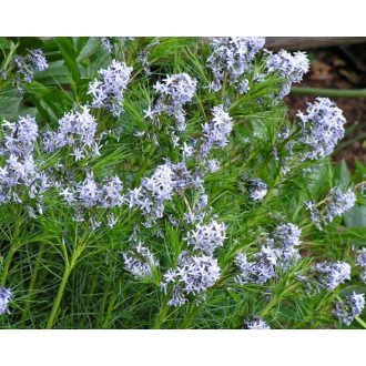 AMSONIA HUBRICHTII - ARKANSASI CSILLAGMETÉNG