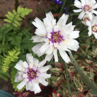 CATANANCHE CAERULEA 'ALBA' - ZÖRGŐVIRÁG (FHÉR)