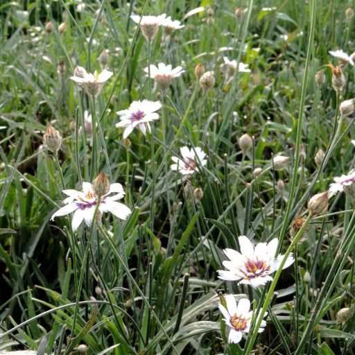 CATANANCHE CAERULEA 'ALBA' - ZÖRGŐVIRÁG (FHÉR)