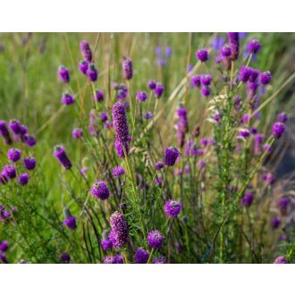 DALEA PURPUREUM - BÍBOR PRÉRI HERE
