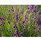 DALEA PURPUREUM - BÍBOR PRÉRI HERE