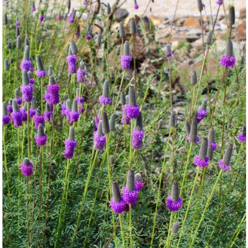 DALEA PURPUREUM - BÍBOR PRÉRI HERE