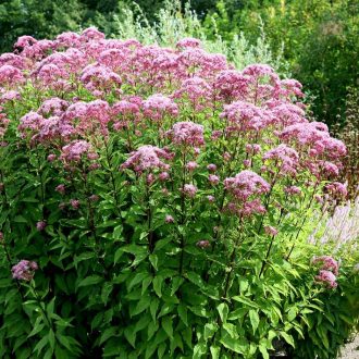  EUPATORIUM PURPUREUM VAR. ATROPURPUREUM - SÉDKENDER
