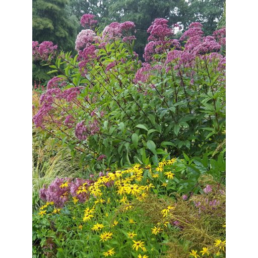  EUPATORIUM PURPUREUM VAR. ATROPURPUREUM - SÉDKENDER