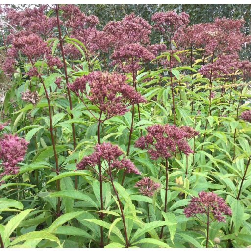  EUPATORIUM PURPUREUM VAR. ATROPURPUREUM - SÉDKENDER