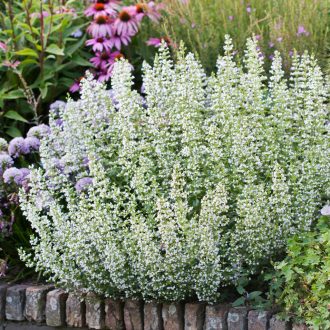   Calamintha nepeta 'Marvelette white' - Mirigyes pereszlény