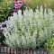 Calamintha nepeta 'Marvelette white' - Mirigyes pereszlény