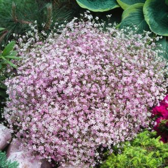 GYPSOPHILA REPENS 'ROSEA'- KÚSZÓ FÁTYOLVIRÁG