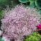 GYPSOPHILA REPENS 'ROSEA'- KÚSZÓ FÁTYOLVIRÁG