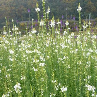   LINARIA PURPUREA  'SPRINGSIDE WHITE' - FEHÉR VIRÁGÚ GYUJTOVÁNYFŰ