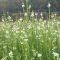 LINARIA PURPUREA  'SPRINGSIDE WHITE' - FEHÉR VIRÁGÚ GYUJTOVÁNYFŰ