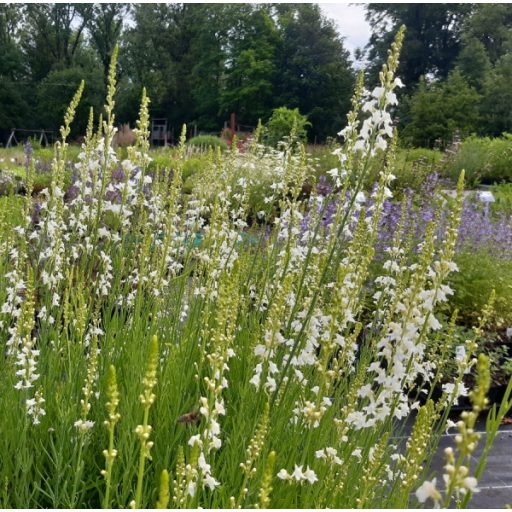 LINARIA PURPUREA  'SPRINGSIDE WHITE' - FEHÉR VIRÁGÚ GYUJTOVÁNYFŰ