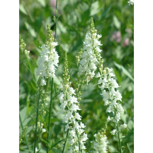LINARIA PURPUREA  'SPRINGSIDE WHITE' - FEHÉR VIRÁGÚ GYUJTOVÁNYFŰ
