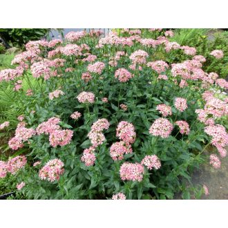   LYCHNIS CHALCEDONICA 'CARNEA' - ÉGŐSZERELEM (LAZAC SZÍNŰ)