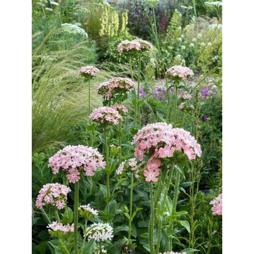 LYCHNIS CHALCEDONICA 'CARNEA' - ÉGŐSZERELEM (LAZAC SZÍNŰ)