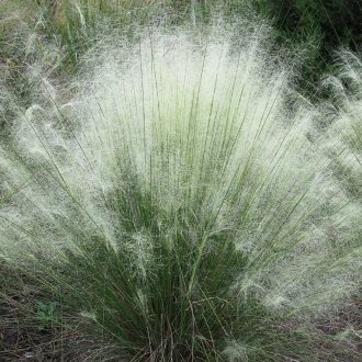MUHLENBERGIA CAPILLARIS F. ALBIDA - FEHÉR VATTACUKORFŰ