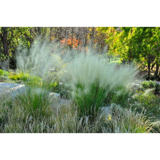 MUHLENBERGIA CAPILLARIS F. ALBIDA - FEHÉR VATTACUKORFŰ