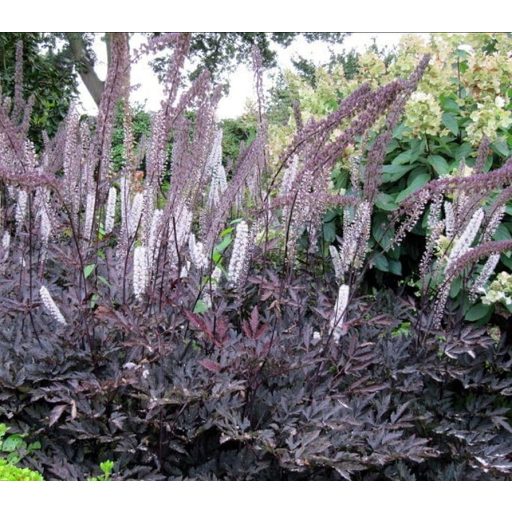 CIMICIFUGA RAMOSA 'ATROPURPUREA' - KAMCSATKAI POLOSKAVÉSZ