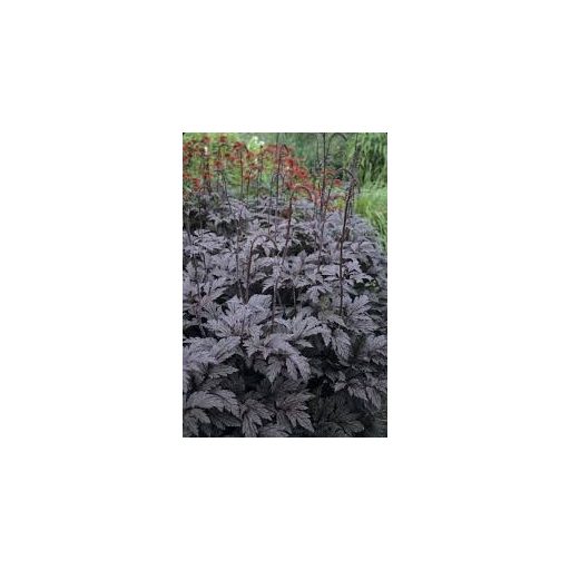 CIMICIFUGA RAMOSA 'ATROPURPUREA' - KAMCSATKAI POLOSKAVÉSZ