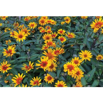   HELIOPSIS HELIANTHOIDES 'BURNING HEART' - ÉRDES LEVELŰ NAPSZEMVIRÁG