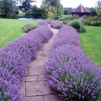   LAVANDULA ANGUSTIFOLIA 'HIDCOTE' - KÖZÖNSÉGES LEVENDULA