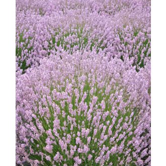  LAVANDULA ANGUSTIFOLIA 'ROSEA' - RÓZSASZÍN  KÖZÖNSÉGES LEVENDULA