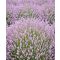 LAVANDULA ANGUSTIFOLIA 'ROSEA' - RÓZSASZÍN  KÖZÖNSÉGES LEVENDULA