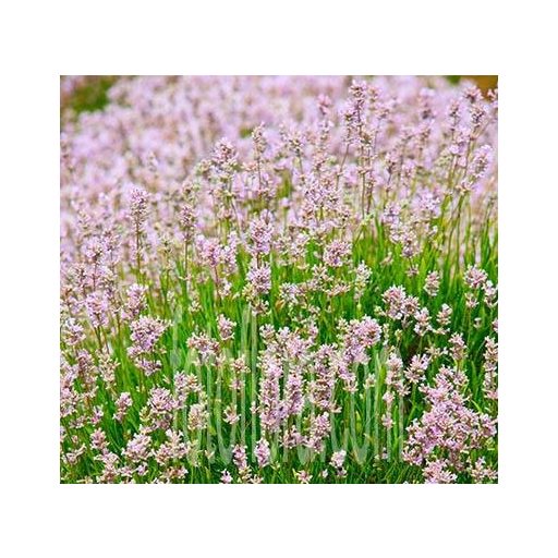 LAVANDULA ANGUSTIFOLIA 'ROSEA' - RÓZSASZÍN  KÖZÖNSÉGES LEVENDULA