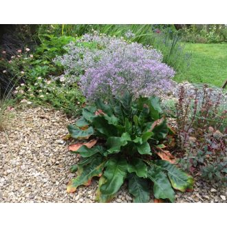LIMONIUM LATIFOLIUM PLATYPHYLLUM - SZÉLESLEVELŰ SÓVIRÁG
