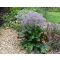 LIMONIUM LATIFOLIUM PLATYPHYLLUM - SZÉLESLEVELŰ SÓVIRÁG