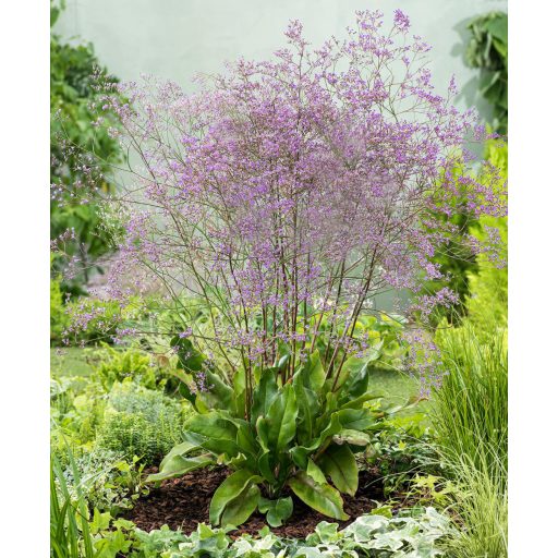 LIMONIUM LATIFOLIUM PLATYPHYLLUM - SZÉLESLEVELŰ SÓVIRÁG