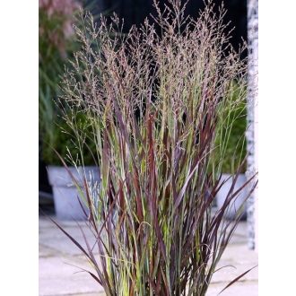 PANICUM VIRGATUM 'PURPLE BREEZE' - VESSZŐS KÖLES