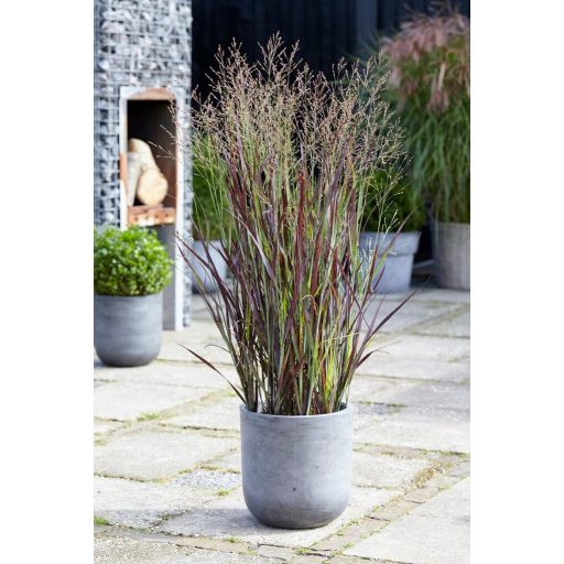 PANICUM VIRGATUM 'PURPLE BREEZE' - VESSZŐS KÖLES