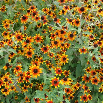   RUDBECKIA TRILOBA 'PRAIRIE GLOW' - KISFÉSZKŰ KÚPVIRÁG