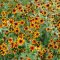 RUDBECKIA TRILOBA 'PRAIRIE GLOW' - KISFÉSZKŰ KÚPVIRÁG