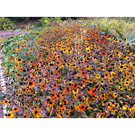 RUDBECKIA TRILOBA 'PRAIRIE GLOW' - KISFÉSZKŰ KÚPVIRÁG