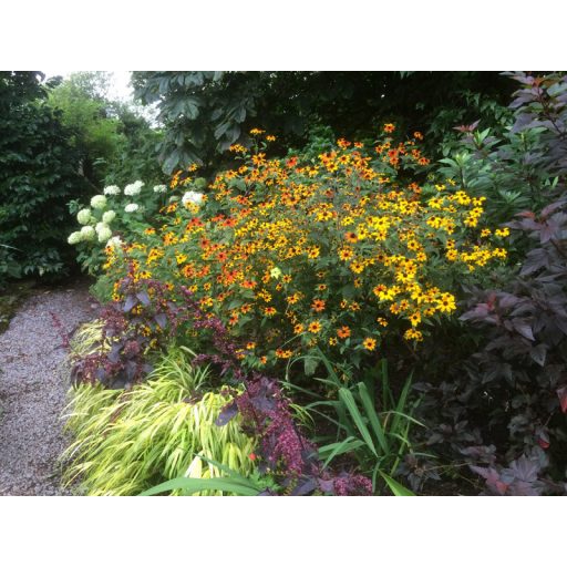 RUDBECKIA TRILOBA 'PRAIRIE GLOW' - KISFÉSZKŰ KÚPVIRÁG