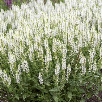   SALVIA NEMOROSA 'MERLEAU WHITE' - FEHÉR LIGETI ZSÁLYA