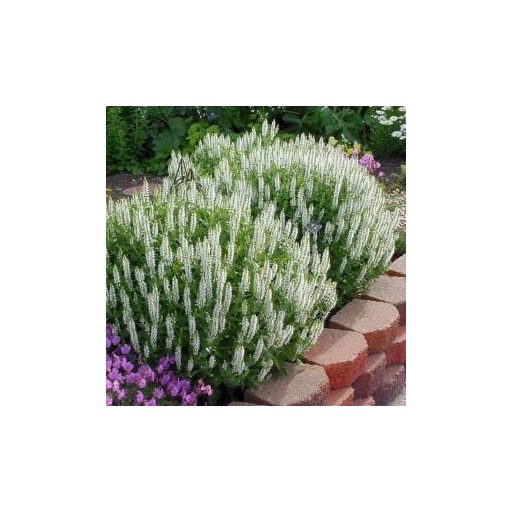 SALVIA NEMOROSA 'MERLEAU WHITE' - FEHÉR LIGETI ZSÁLYA