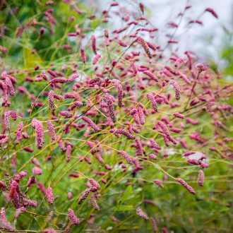   SANGUISORBA OFFICINALIS 'TANNA PINK' - RÓZSASZÍN ŐSZI VÉRFŰ