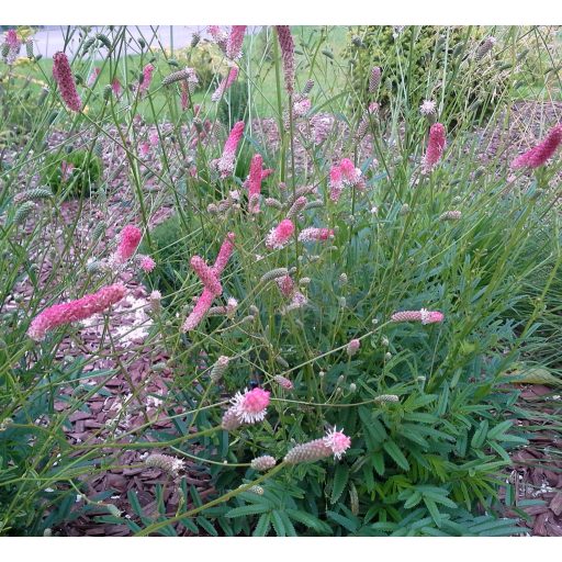 SANGUISORBA OFFICINALIS 'TANNA PINK' - RÓZSASZÍN ŐSZI VÉRFŰ