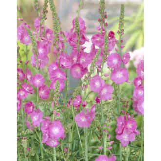   SIDALCEA MALVIFLORA HYBRIDA 'PARTYGIRL' - PRÉRI MÁLYVA