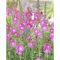 SIDALCEA MALVIFLORA HYBRIDA 'PARTYGIRL' - PRÉRI MÁLYVA