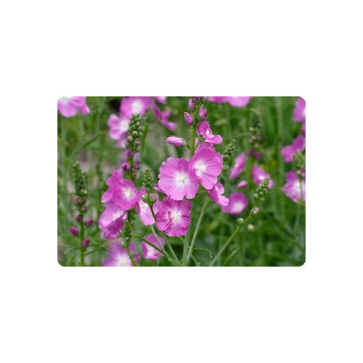 SIDALCEA MALVIFLORA HYBRIDA 'PARTYGIRL' - PRÉRI MÁLYVA