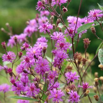 VERNONIA NOVEBORACENSIS - ÓRIÁS VERNONIA